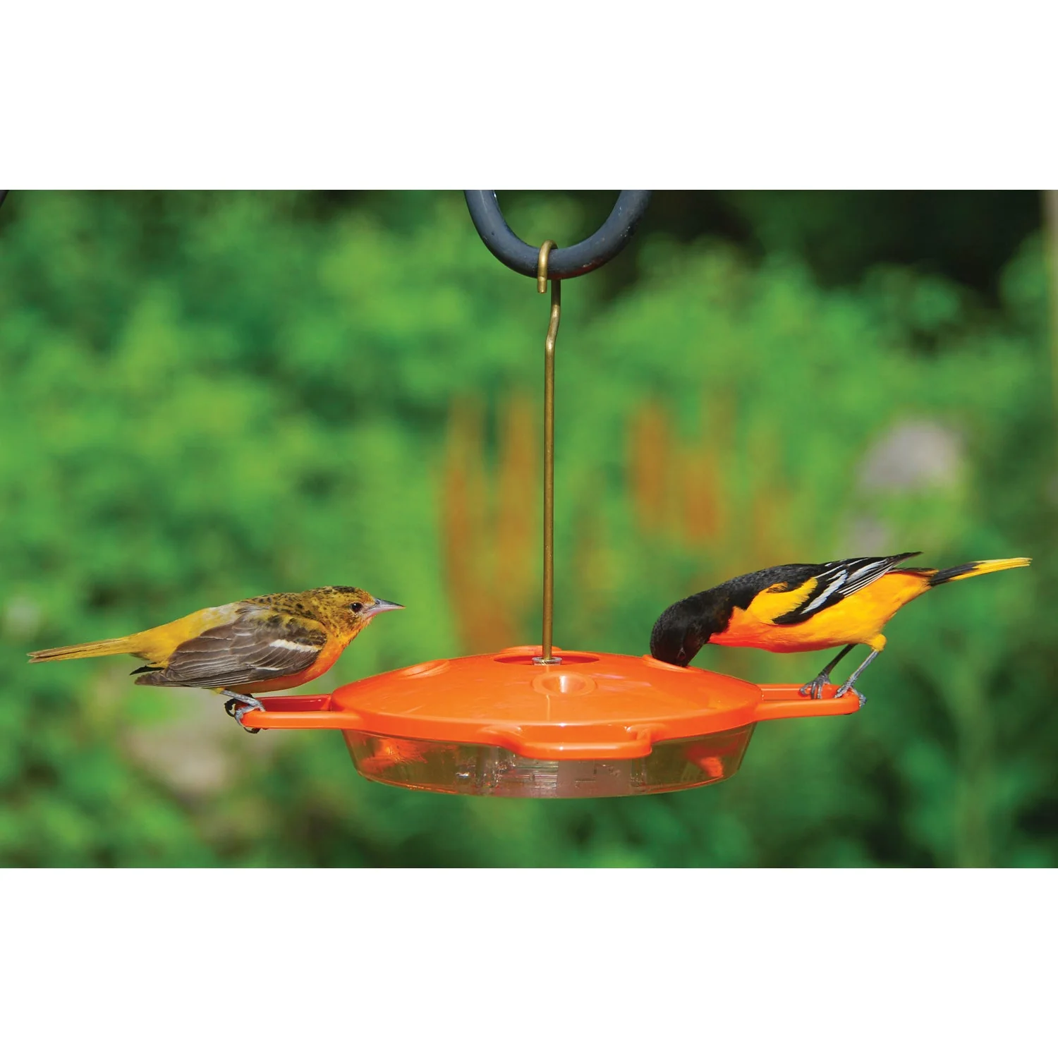 Aspects Oriole Bird Feeder - Image 2