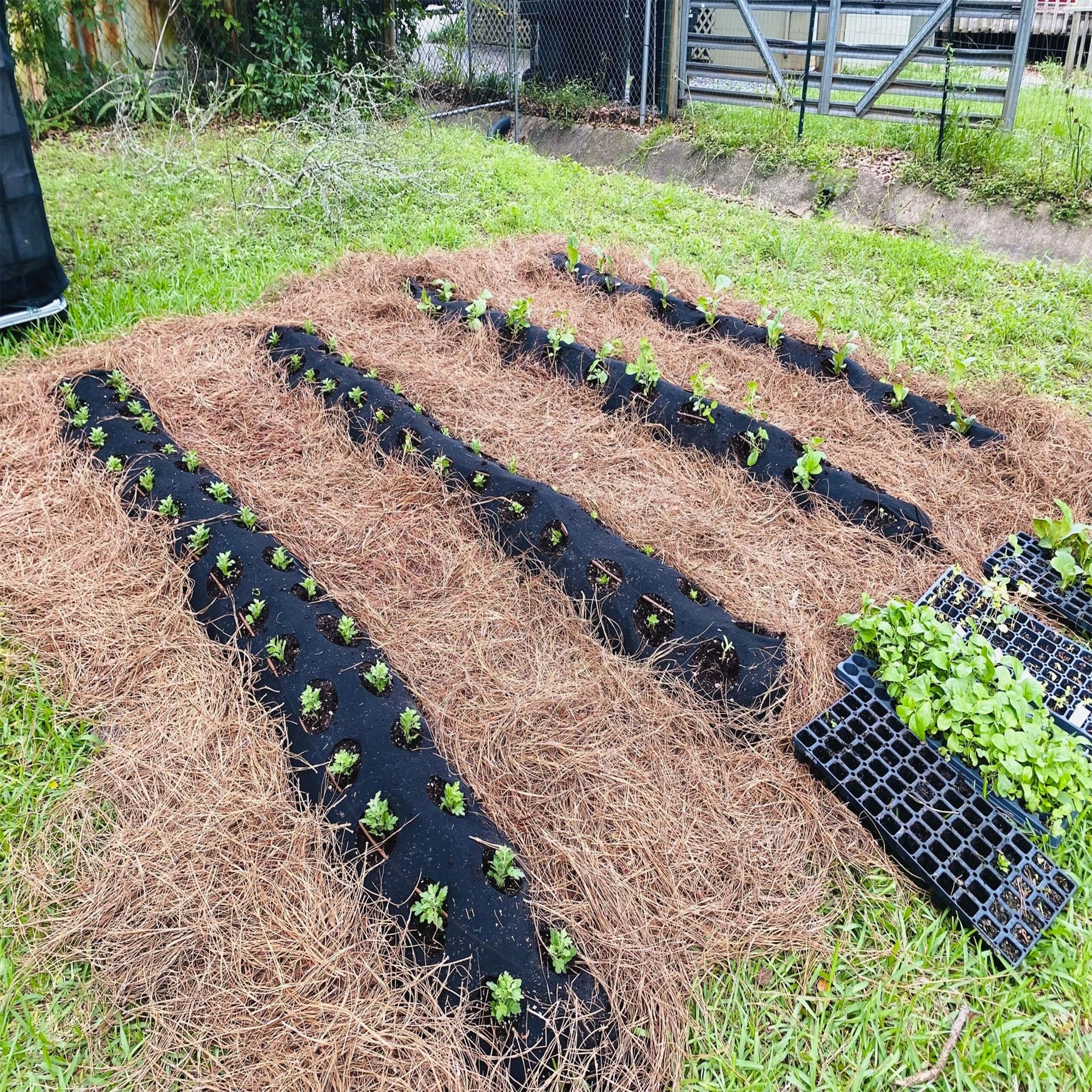 Full Year School Garden Science Program - Image 2