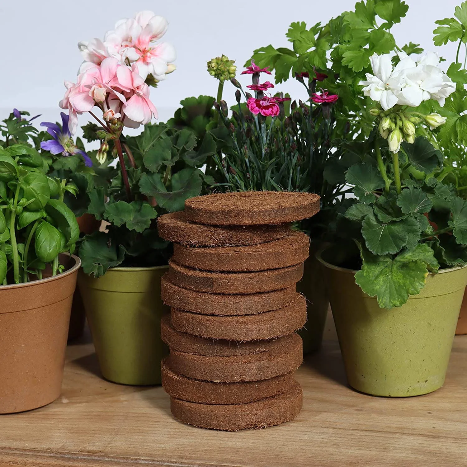 GrowLite Coir Discs 10 pack
