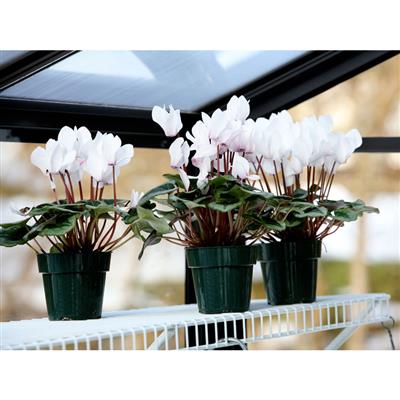 Legacy Greenhouse Kit 8 x 8 ft. with Tempered Glass Sidewalls, 6mm Polycarbonate Roof and Aluminum Frame - Image 6
