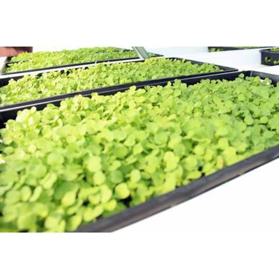 CropKing® Microgreen Rack - Image 2