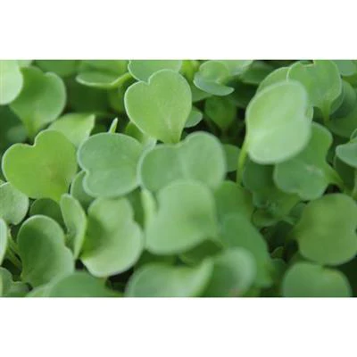 CropKing® Microgreen Rack - Image 3
