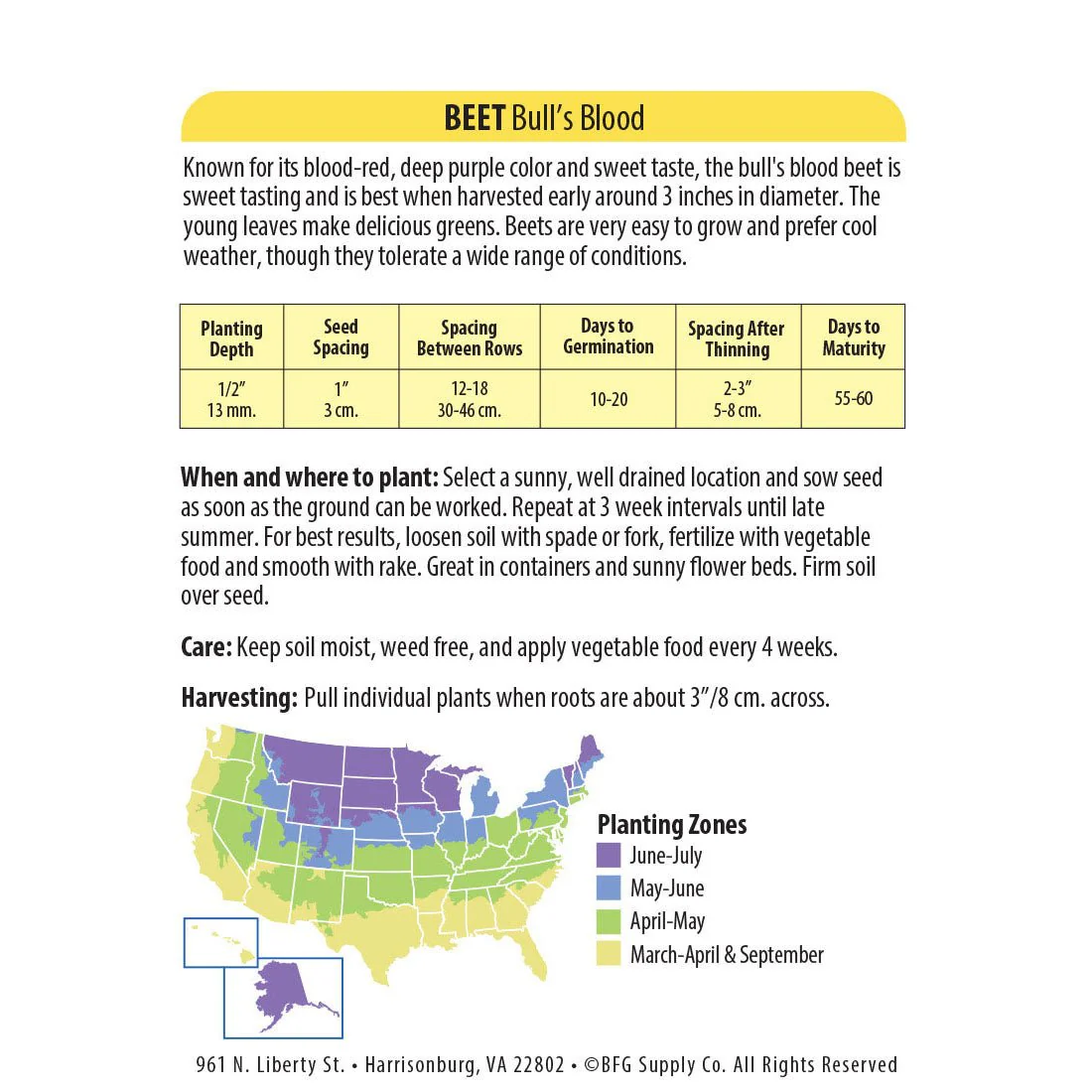 Wetsel Seed™ Bull's Blood Beet Seed - Image 2