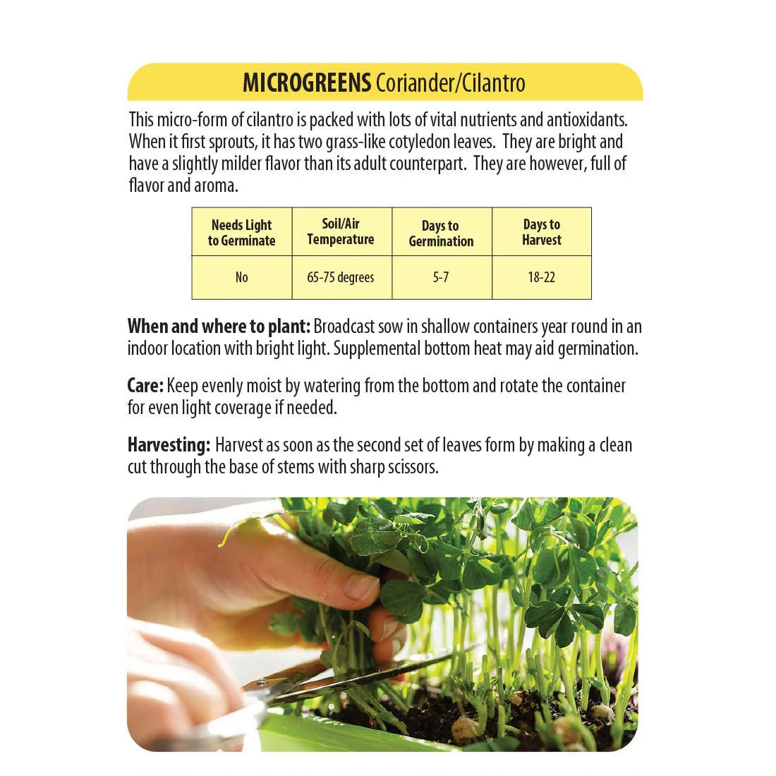 Wetsel Seed™ Microgreens Cilantro Coriander Seed - Image 2