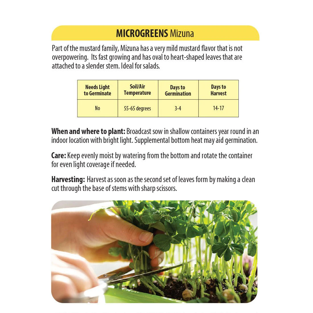 Wetsel Seed™ Microgreens Mizuna Seed - Image 2