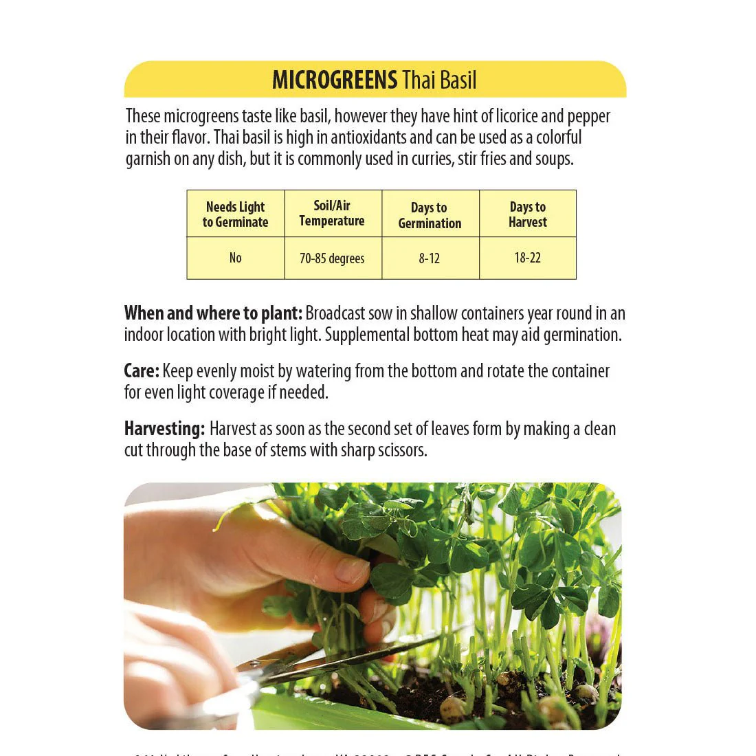 Wetsel Seed™ Microgreens Thai Basil Seed - Image 2