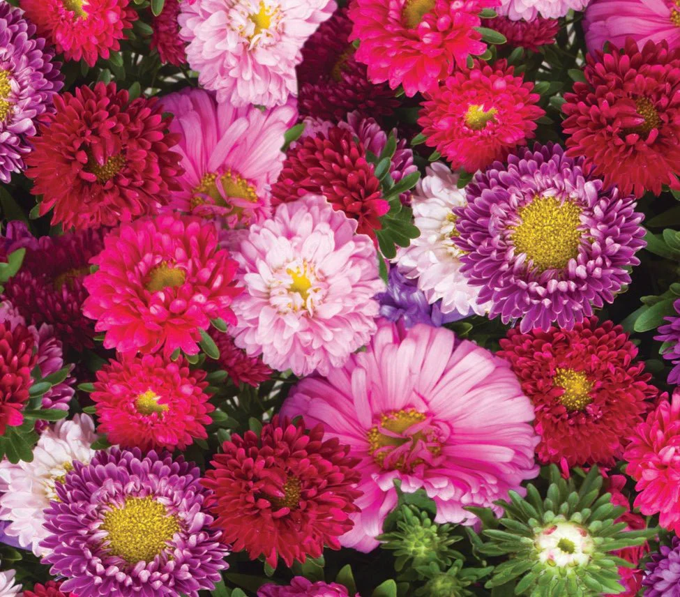 Wetsel Seed™ Powderpuff Aster Seed - Image 3