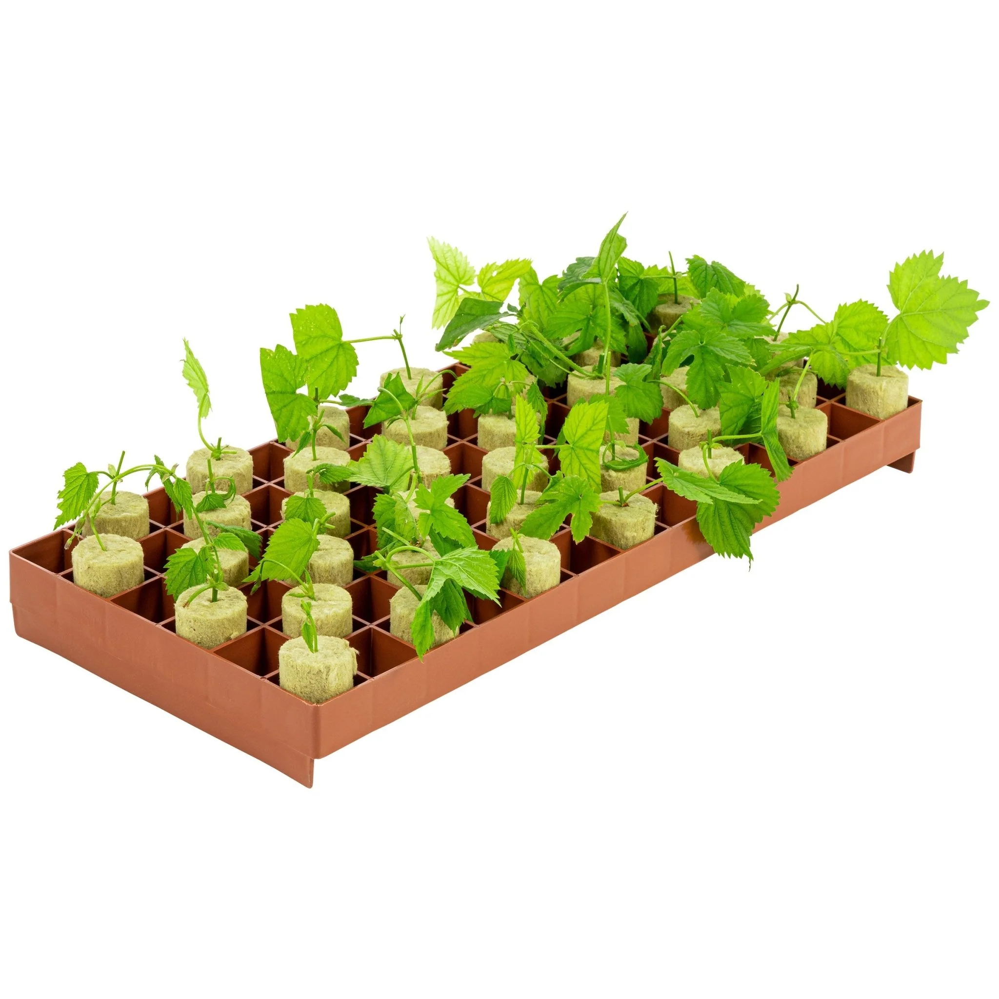 Super Sprouter® 78 Cell Stonewool Tray Insert - Image 4