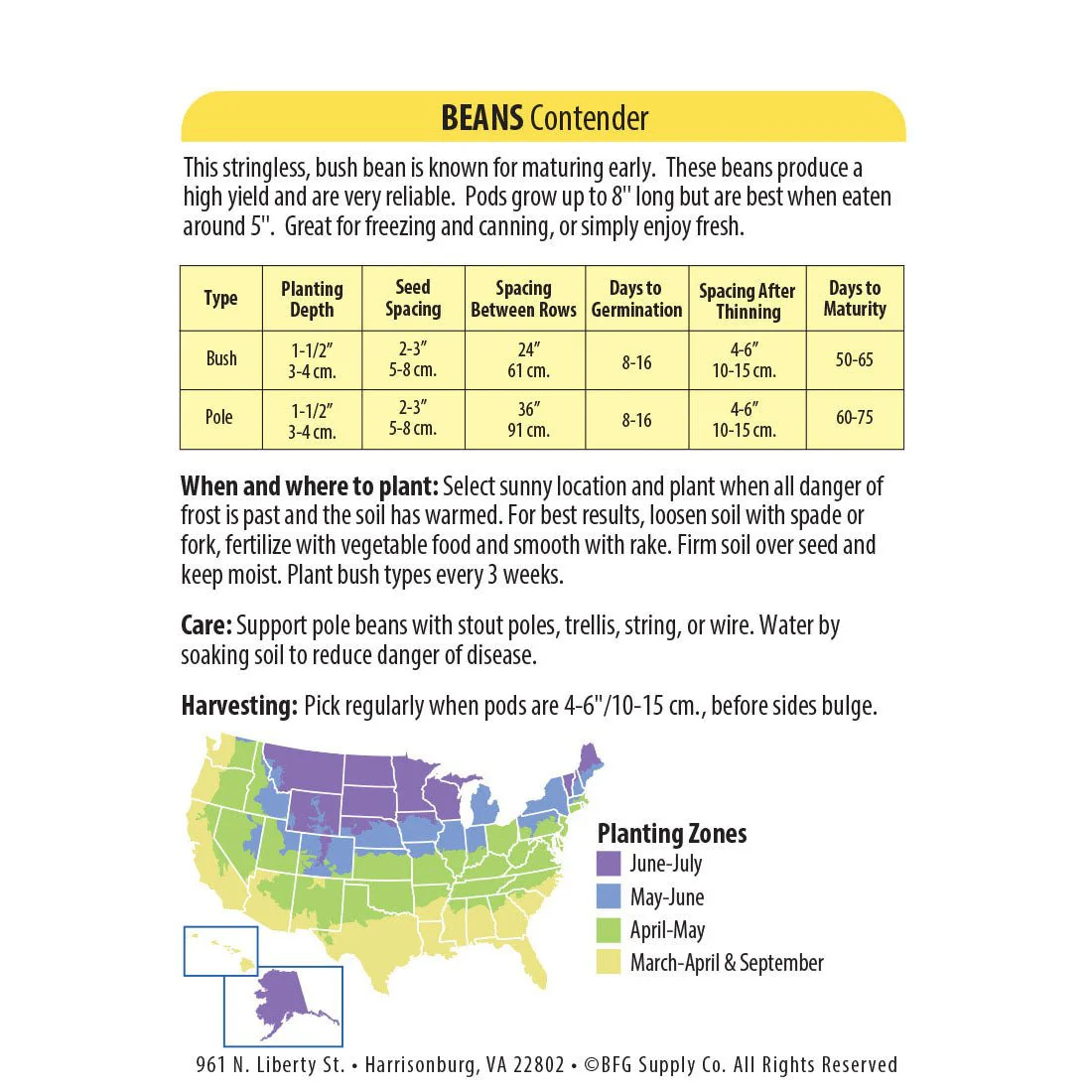 Wetsel Seed™ Contender Stringless Bean Seed - Image 2